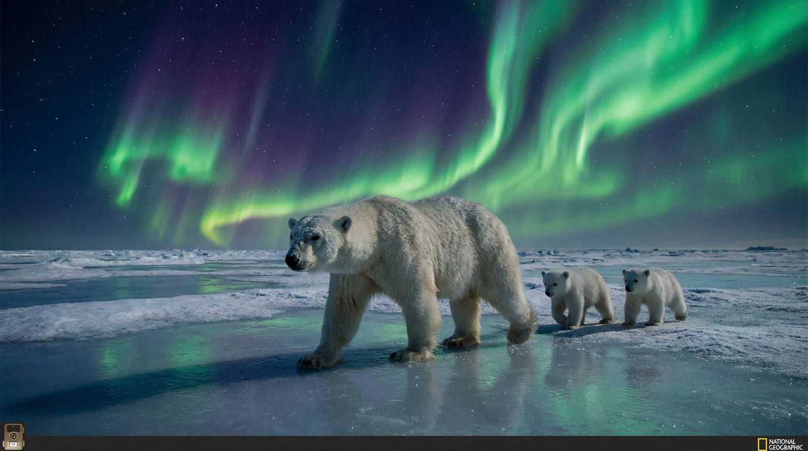 蜜桃传媒北极熊视频